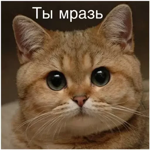 😑 Стикер «Миу боты» для Telegram