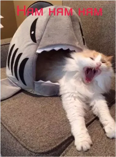 🦈 Стикер «Миу боты» для Telegram