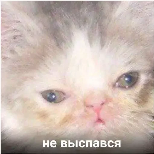 🥱 Стикер «Миу боты» для Telegram