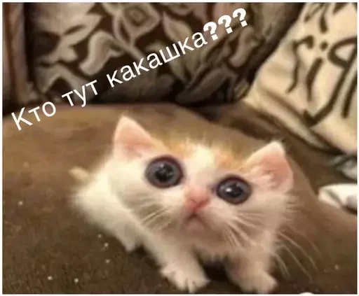 💩 Стикер «Миу боты» для Telegram