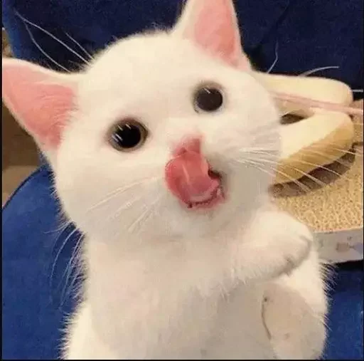😋 Стикер «MeowBots 2» для Telegram