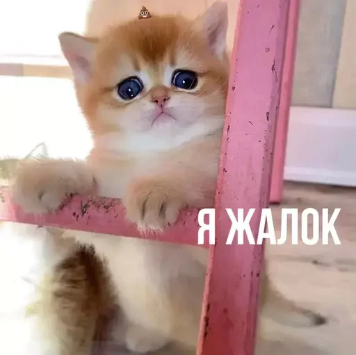 🤏 Стикер «MeowBots 2» для Telegram