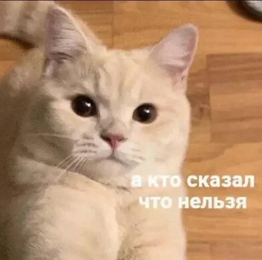 🙅‍♂️ Стикер «MeowBots 2» для Telegram