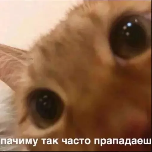 🤔 Стикер «MeowBots 2» для Telegram