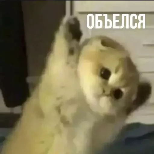 🫃 Стикер «MeowBots 2» для Telegram