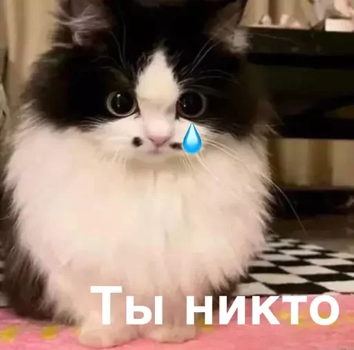 ⚫️ Стикер «MeowBots 2» для Telegram