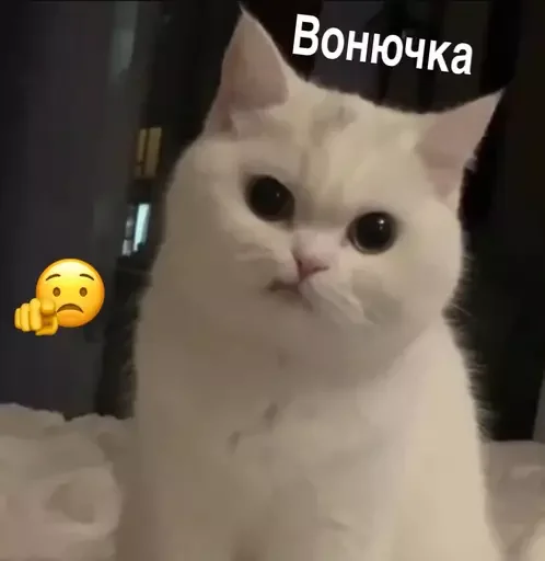 🐽 Стикер «MeowBots 2» для Telegram