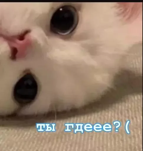 🔎 Стикер «MeowBots 2» для Telegram