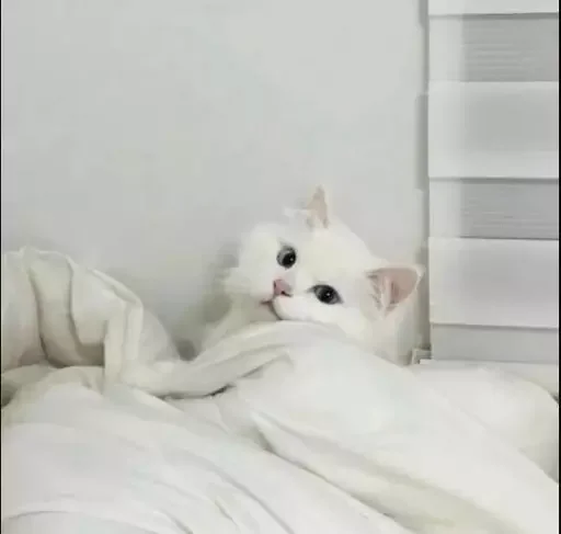 🥱 Стикер «MeowBots 2» для Telegram