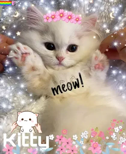 🌸 Стикер «MeowBots 2» для Telegram