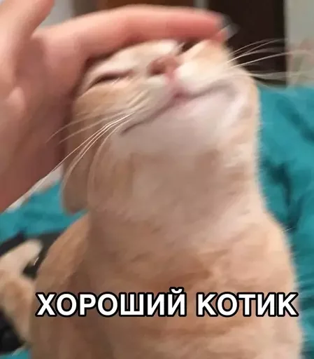 😊 Стикер «MeowBots 2» для Telegram