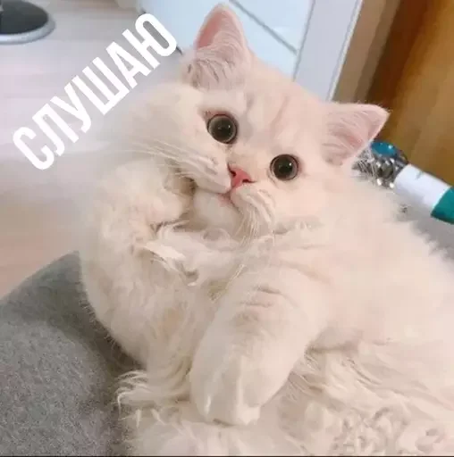 👂 Стикер «MeowBots 2» для Telegram
