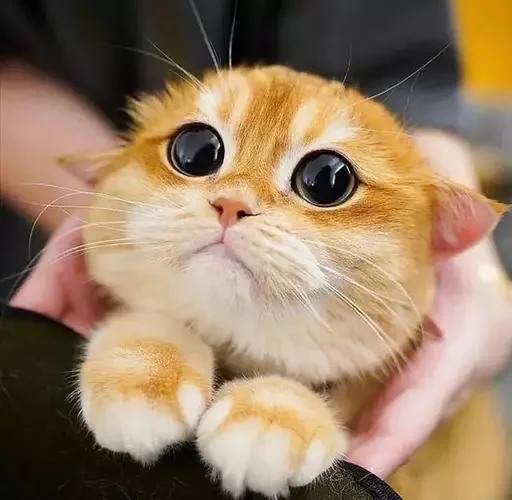 🥺 Стикер «MeowBots 2» для Telegram