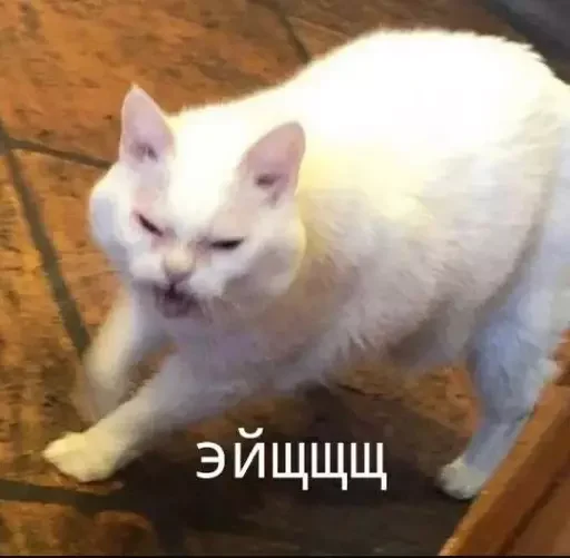 🤬 Стикер «MeowBots 2» для Telegram