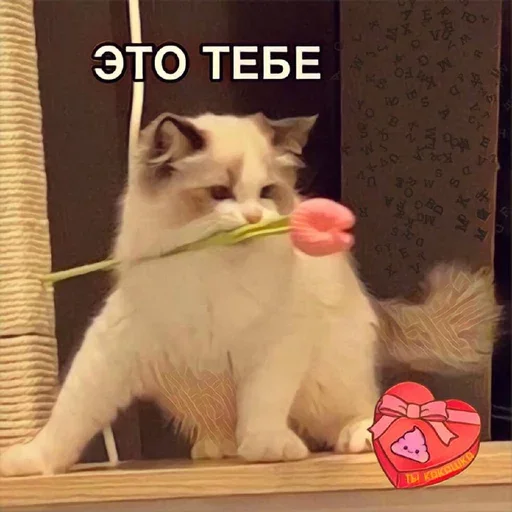 😌 Стикер «MeowBots 2» для Telegram