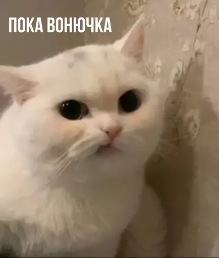 🤚 Стикер «MeowBots 2» для Telegram