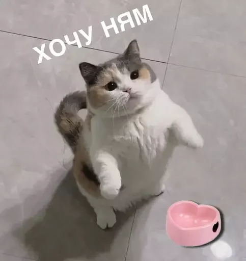 🍽 Стикер «MeowBots 2» для Telegram