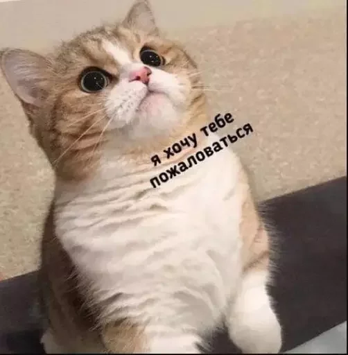 🐥 Стикер «MeowBots 2» для Telegram