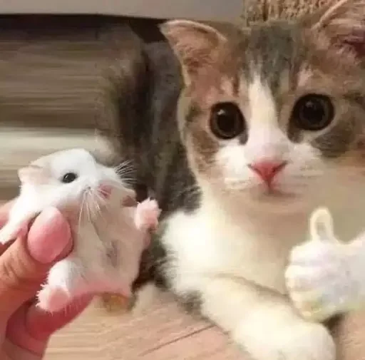 😛 Стикер «MeowBots 2» для Telegram