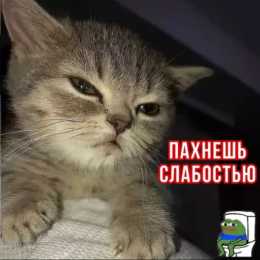 📉 Стикер «MeowBots 3» для Telegram