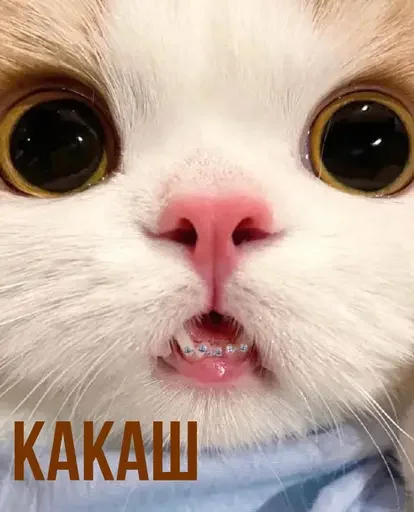 💩 Стикер «MeowBots 3» для Telegram