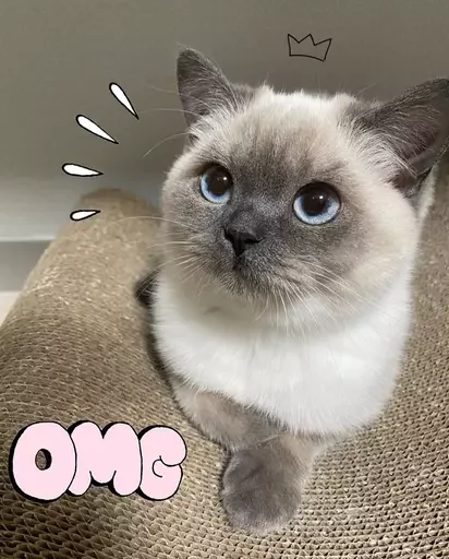 🤩 Стикер «MeowBots 3» для Telegram