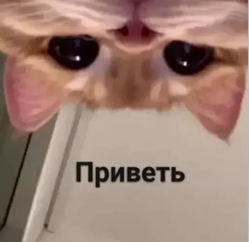🖐️ Стикер «MeowBots 3» для Telegram