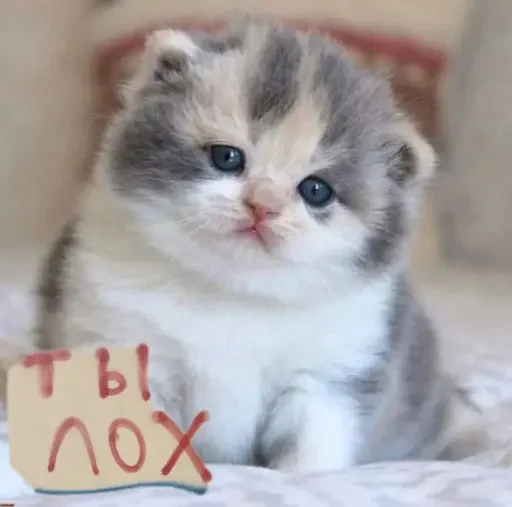 🐑 Стикер «MeowBots 3» для Telegram