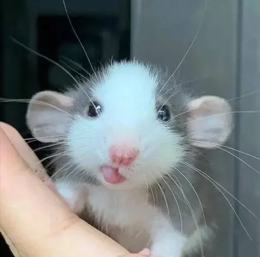 🐭 Стикер «MeowBots 3» для Telegram