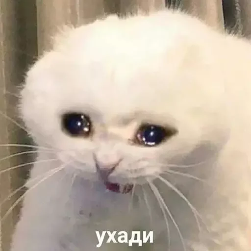 🖕 Стикер «MeowBots 3» для Telegram