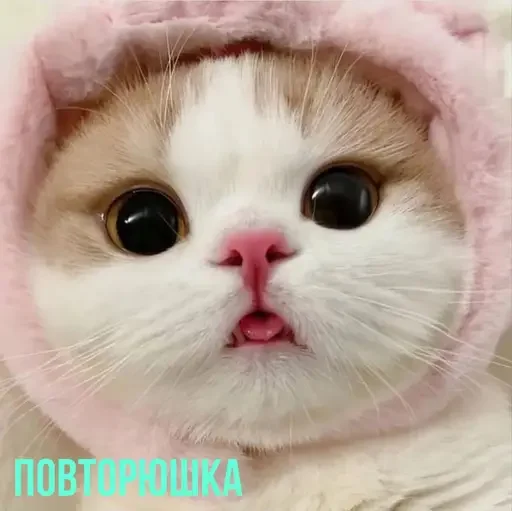 🫢 Стикер «MeowBots 3» для Telegram