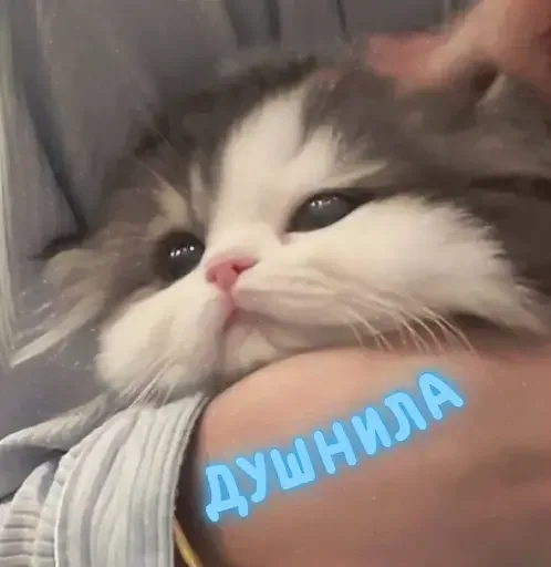 👉 Стикер «MeowBots 3» для Telegram