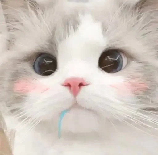 🃏 Стикер «ME⭕WB⭕T» для Telegram