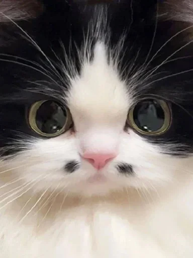 🃏 Стикер «ME⭕WB⭕T» для Telegram