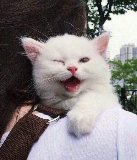 🃏 Стикер «ME⭕WB⭕T» для Telegram