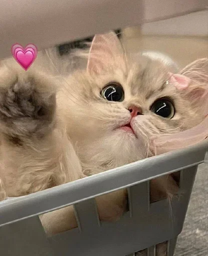 🃏 Стикер «ME⭕WB⭕T» для Telegram