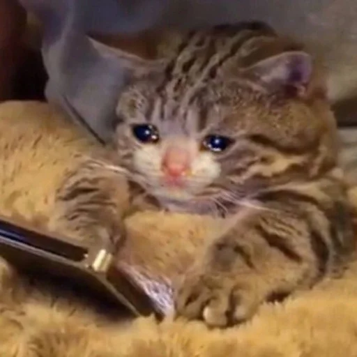 😭 Стикер «мяу??» для Telegram