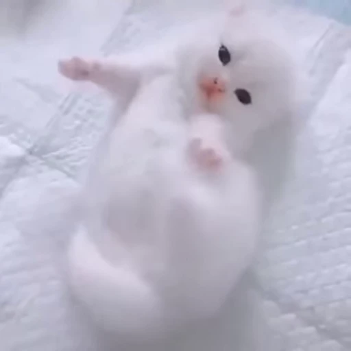 😊 Стикер «meow» для Telegram