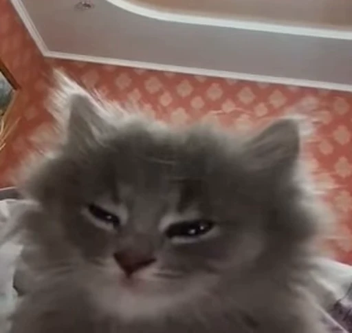 😊 Стикер «meow» для Telegram