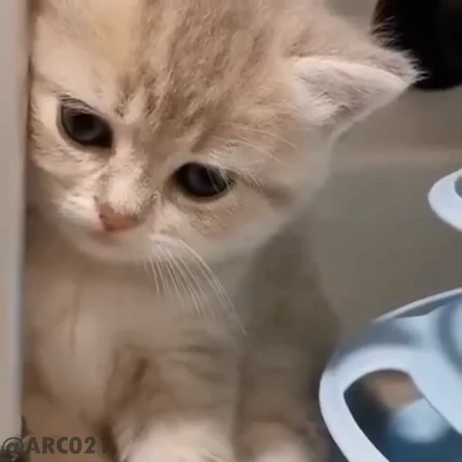 😔 Стикер «meow» для Telegram