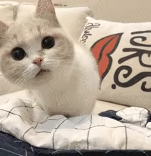 😳 Стикер «meow» для Telegram