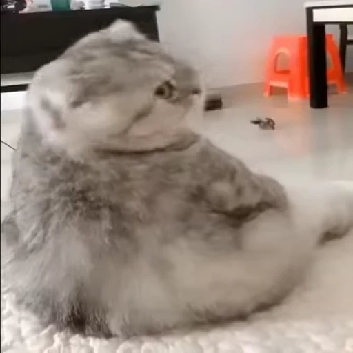 😔 Стикер «meow» для Telegram