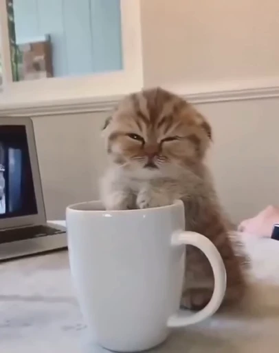 😴 Стикер «meow» для Telegram