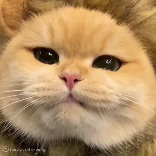 😋 Стикер «meow» для Telegram