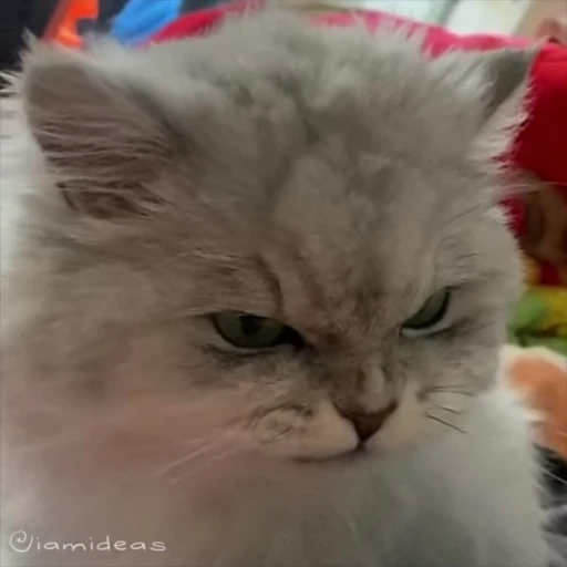 😡 Стикер «meow» для Telegram