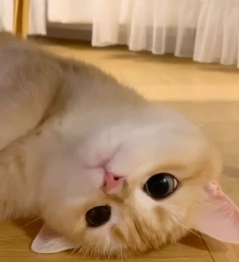 🙃 Стикер «meow» для Telegram