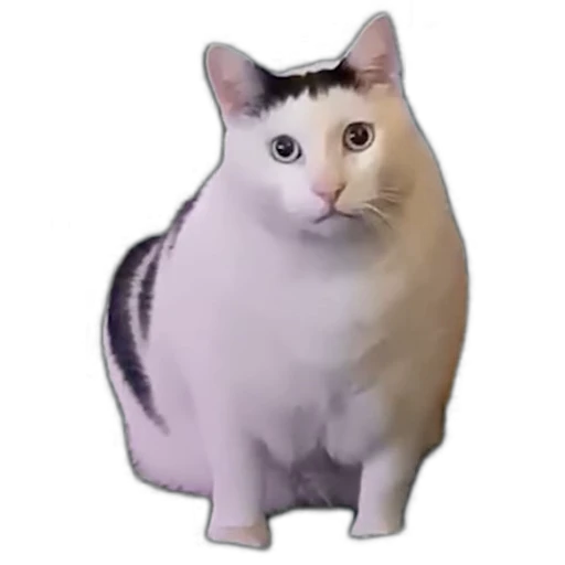 🤨 Стикер «meow» для Telegram
