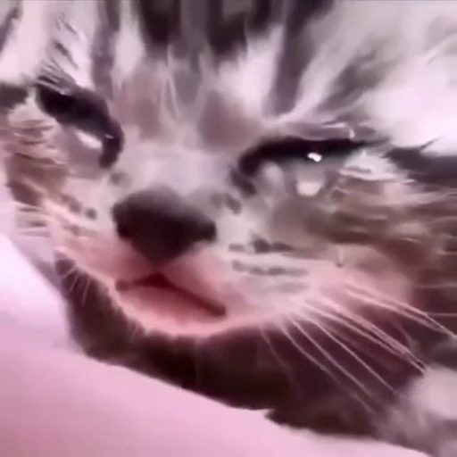 😢 Стикер «meow» для Telegram