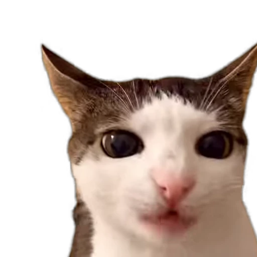 🤔 Стикер «meow» для Telegram