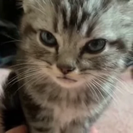 🙄 Стикер «meow» для Telegram